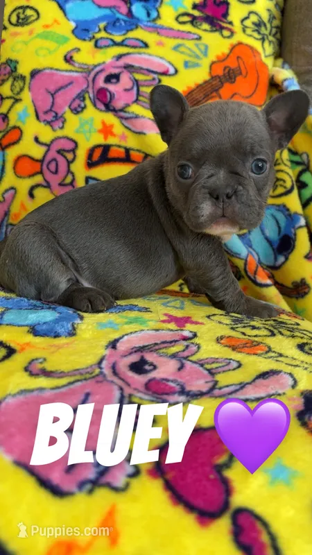 Trixi – French Bulldog puppy for sale in Rockford, IL