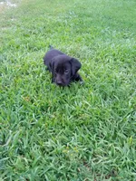 Black, a female Labrador Retriever for sale in Saint Cloud, MN – 6 of 6