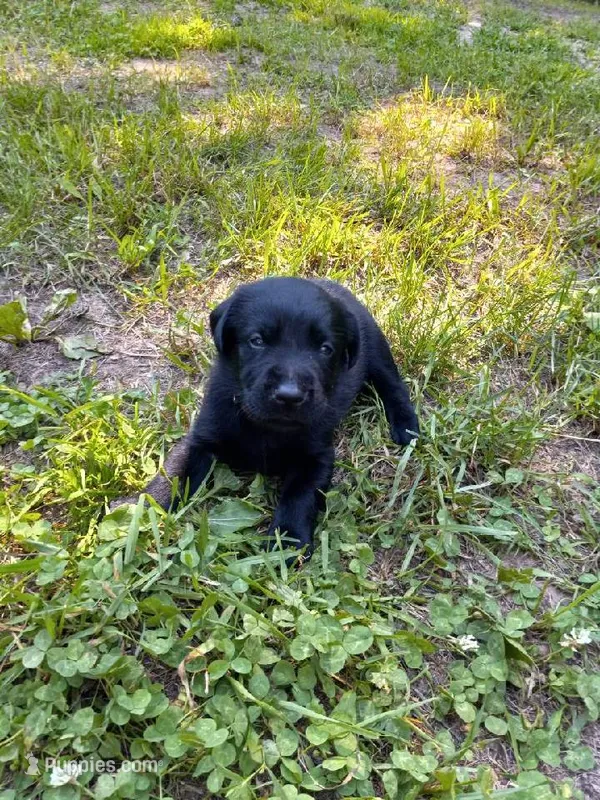 Black – Labrador Retriever puppy for sale in Saint Cloud, MN