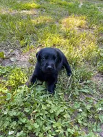 Black, a male Labrador Retriever for sale in Saint Cloud, MN – 1 of 4