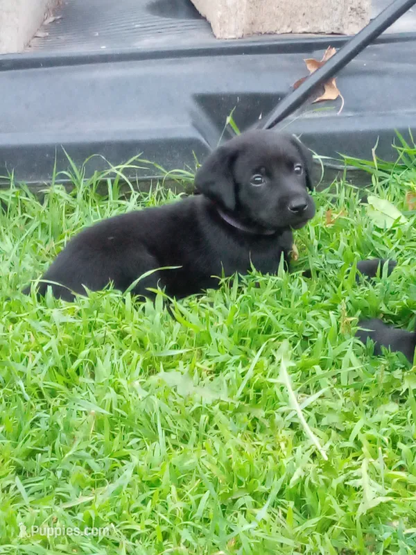 Black – Labrador Retriever puppy for sale in Saint Cloud, MN