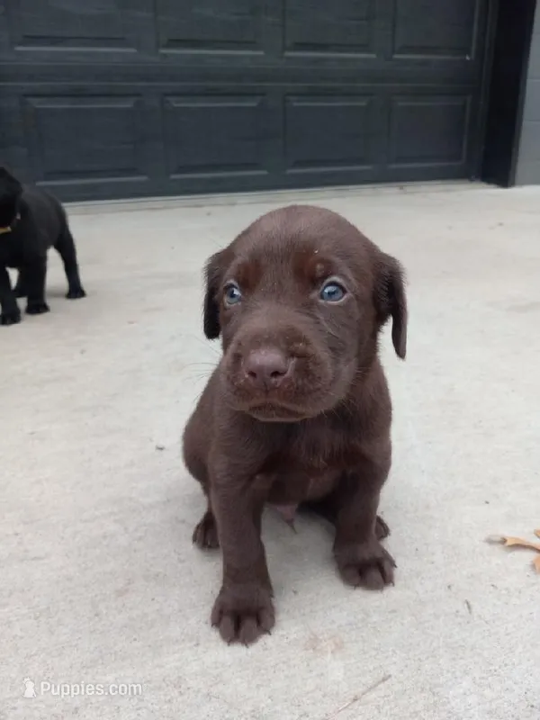 Chocolate – Labrador Retriever puppy for sale in Saint Cloud, MN