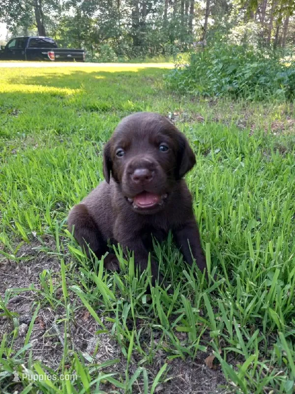 Chocolate – Labrador Retriever puppy for sale in Saint Cloud, MN