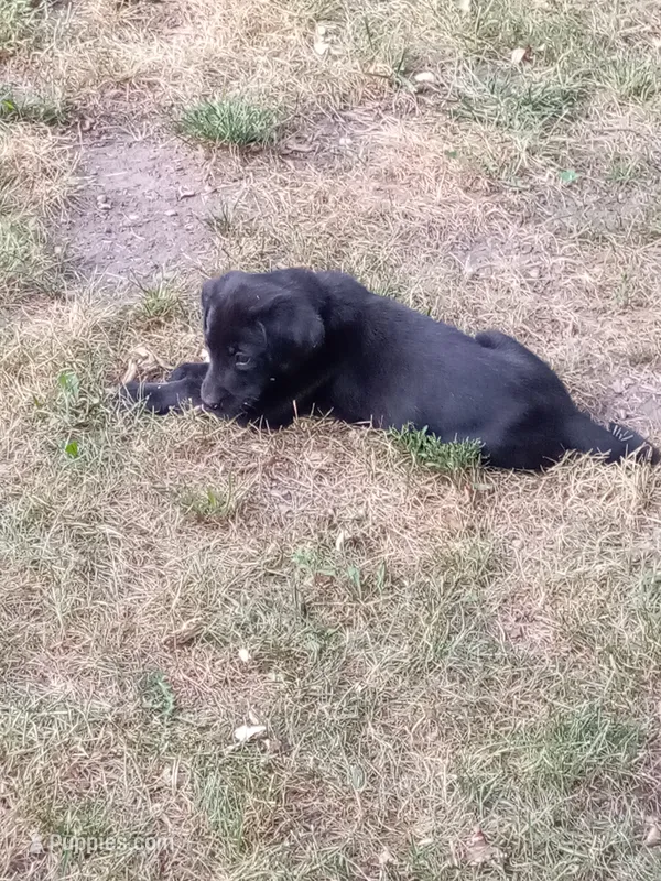 Black – Labrador Retriever puppy for sale in Saint Cloud, MN