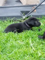 Black, a female Labrador Retriever for sale in Saint Cloud, MN – 3 of 6