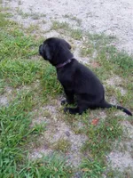 Black, a female Labrador Retriever for sale in Saint Cloud, MN – 5 of 6