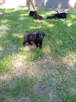 Black, a male Labrador Retriever for sale in Saint Cloud, MN – 2 of 4
