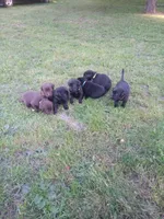 Chocolate, a male Labrador Retriever for sale in Saint Cloud, MN – 2 of 2