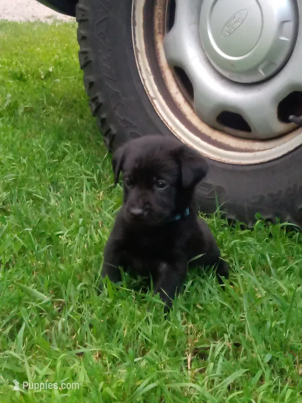 Black – Labrador Retriever puppy for sale in Saint Cloud, MN