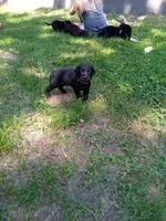 Black, a male Labrador Retriever for sale in Saint Cloud, MN – 3 of 4