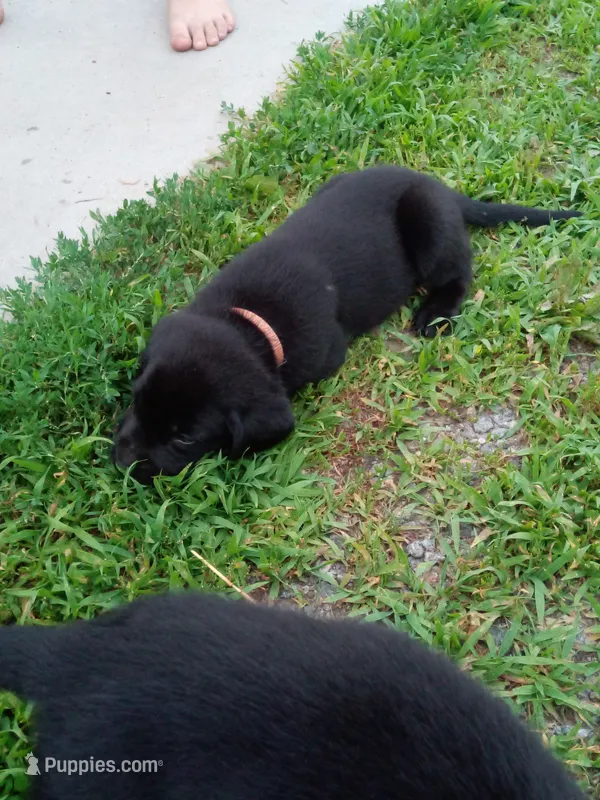 Black – Labrador Retriever puppy for sale in Saint Cloud, MN