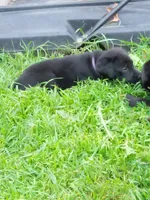 Black, a female Labrador Retriever for sale in Saint Cloud, MN – 4 of 6