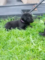 Black, a female Labrador Retriever for sale in Saint Cloud, MN – 2 of 6