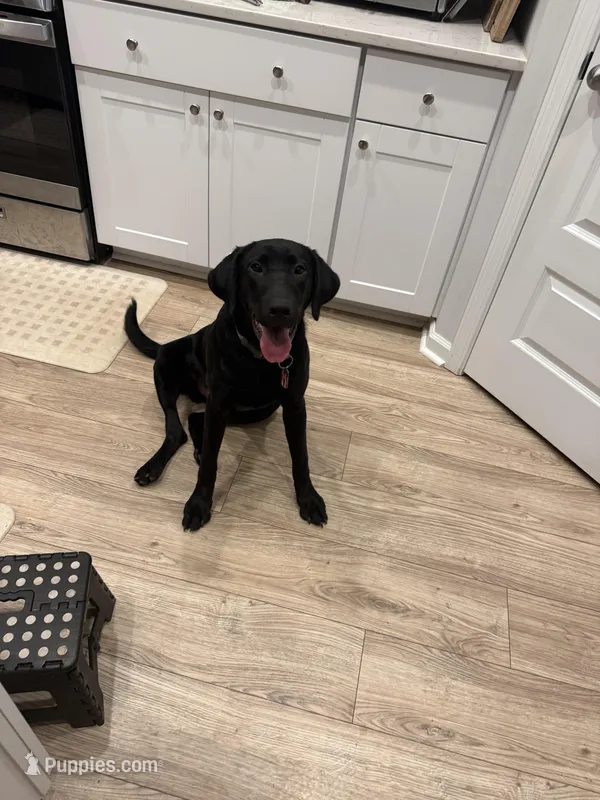 Nuke – Labrador Retriever puppy for sale in Summerville, SC