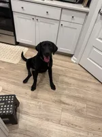 Nuke, a male Labrador Retriever for sale in Summerville, SC – 1 of 5