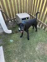 Nuke, a male Labrador Retriever for sale in Summerville, SC – 5 of 5