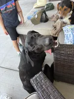Nuke, a male Labrador Retriever for sale in Summerville, SC – 2 of 5