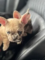 Lexie, a female French Bulldog for sale in Lebanon, TN – 8 of 9