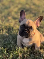 Gibby, a male French Bulldog for sale in Lebanon, TN – 4 of 9