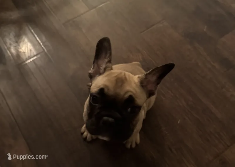 Gibby – French Bulldog puppy for sale in Lebanon, TN