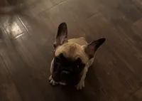 Gibby, a male French Bulldog for sale in Lebanon, TN – 1 of 9