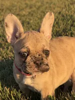 Lexie, a female French Bulldog for sale in Lebanon, TN – 3 of 9
