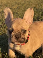 Lexie, a female French Bulldog for sale in Lebanon, TN – 1 of 9