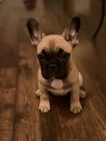 Gibby, a male French Bulldog for sale in Lebanon, TN – 2 of 9
