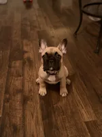 Gibby, a male French Bulldog for sale in Lebanon, TN – 3 of 9