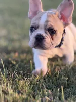 Oliver, a male French Bulldog for sale in Lebanon, TN – 3 of 7