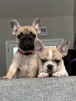 Oliver, a male French Bulldog for sale in Lebanon, TN – 7 of 7