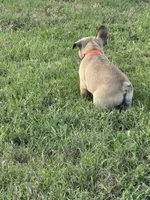 Gibby, a male French Bulldog for sale in Lebanon, TN – 6 of 9