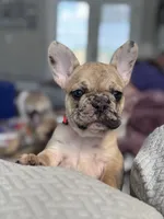 Lexie, a female French Bulldog for sale in Lebanon, TN – 9 of 9