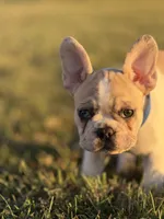Oliver, a male French Bulldog for sale in Lebanon, TN – 4 of 7