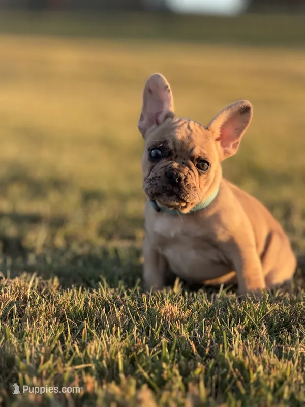 Lucy – French Bulldog puppy for sale in Lebanon, TN