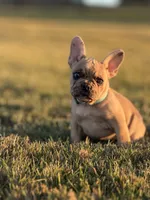 Lucy, a female French Bulldog for sale in Lebanon, TN – 1 of 8