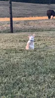 Oliver, a male French Bulldog for sale in Lebanon, TN – 2 of 7