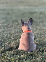 Gibby, a male French Bulldog for sale in Lebanon, TN – 8 of 9