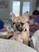 Lexie, a female French Bulldog for sale in Lebanon, TN – 5 of 9