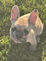 Lexie, a female French Bulldog for sale in Lebanon, TN – 7 of 9