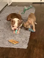Lexie, a female French Bulldog for sale in Lebanon, TN – 4 of 9
