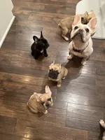 Lucy, a female French Bulldog for sale in Lebanon, TN – 5 of 8