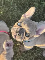 Lucy, a female French Bulldog for sale in Lebanon, TN – 2 of 8