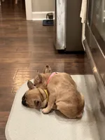 Lexie, a female French Bulldog for sale in Lebanon, TN – 6 of 9