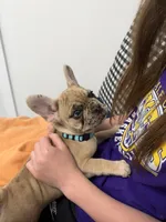 Lucy, a female French Bulldog for sale in Lebanon, TN – 8 of 8