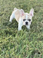 Oliver, a male French Bulldog for sale in Lebanon, TN – 6 of 7
