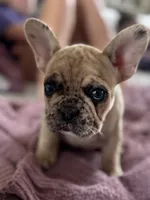 Lucy, a female French Bulldog for sale in Lebanon, TN – 4 of 8