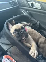 Gibby, a male French Bulldog for sale in Lebanon, TN – 9 of 9