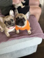 Lexie, a female French Bulldog for sale in Lebanon, TN – 2 of 9
