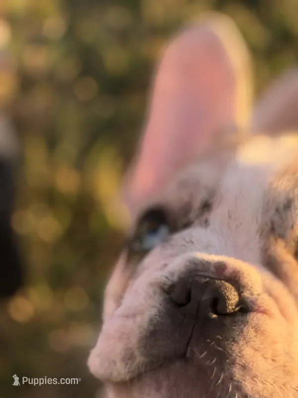 Oliver – French Bulldog puppy for sale in Lebanon, TN